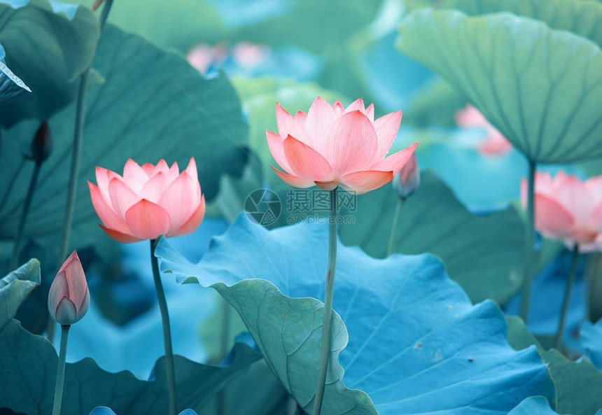 莲花和莲花植物图片