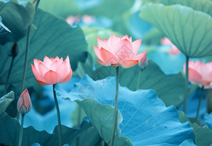 莲花和莲花植物图片