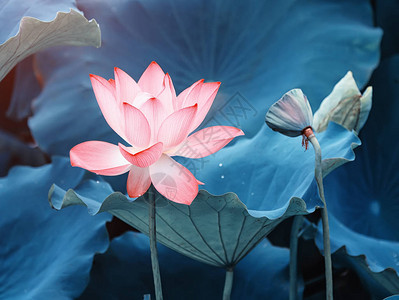 莲花和莲花植物图片