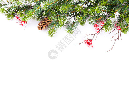 带雪的圣诞树枝白色背景与图片