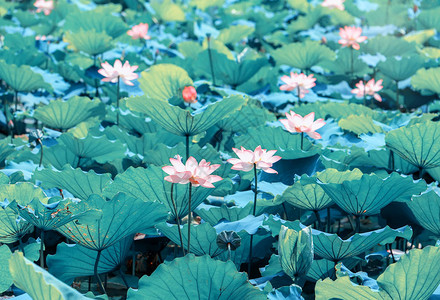 莲花和莲花植物图片