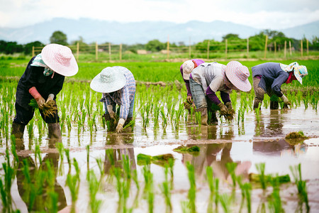 亚洲农民在稻田里耕作图片