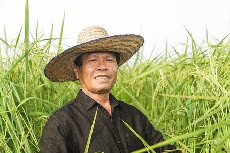 稻田农民图片