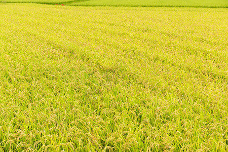 日本的稻田背景图片
