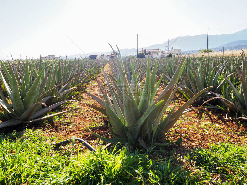 种植aloevera种植园用于医药化妆品皮肤护理和装图片