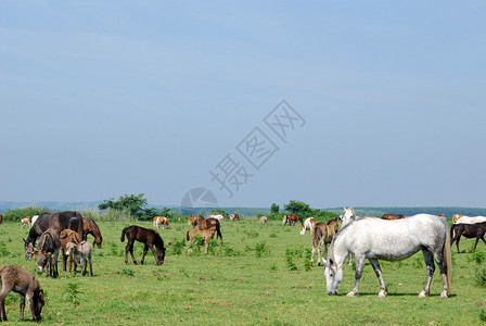 牧场上的马和驴图片