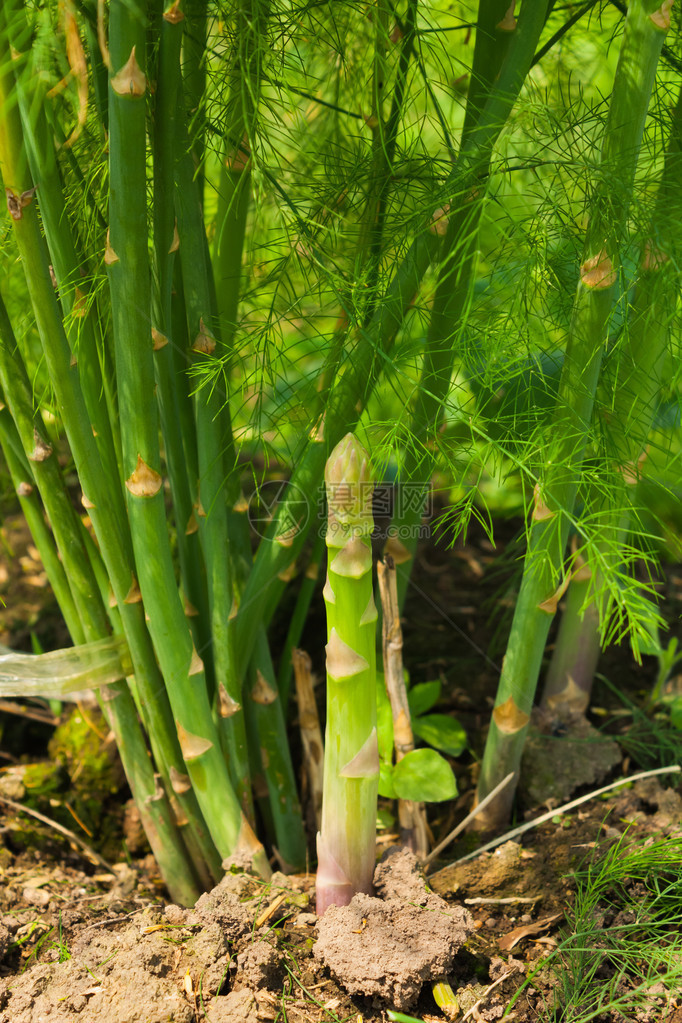 花园里生长的新鲜绿芦笋芽图片