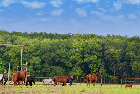 有马的农场景图片