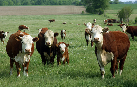 草地上的奶牛畜牧业图片