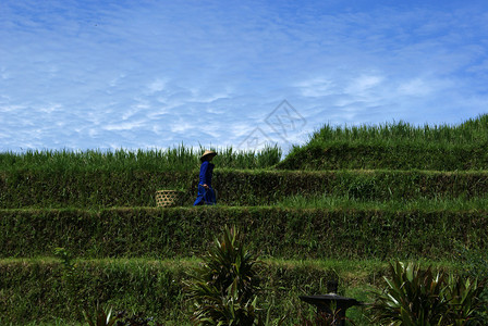 一个人在巴厘岛的稻田上工作巴厘岛印度尼西亚图片