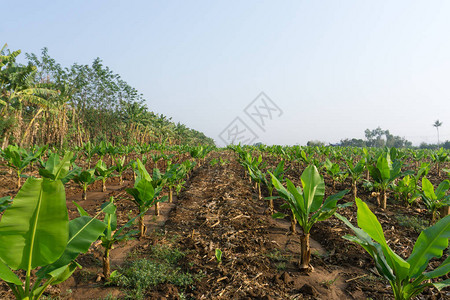 香蕉种植园香蕉农场泰国农村场的图片