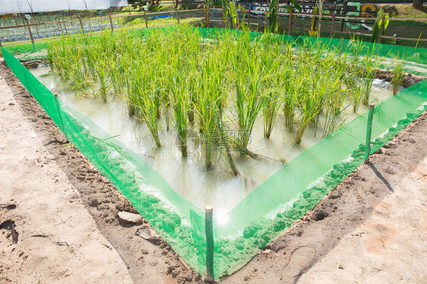 农业科学研究中的试验稻田种植图片