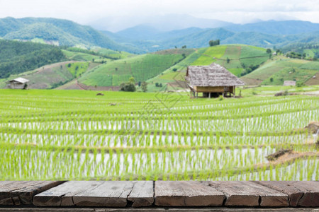 山谷露台上的绿色稻田背景图片