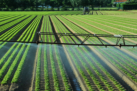绿色莴苣领域的自动灌溉系统背景图片
