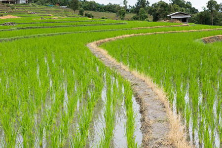 山谷梯田上的绿稻田背景图片