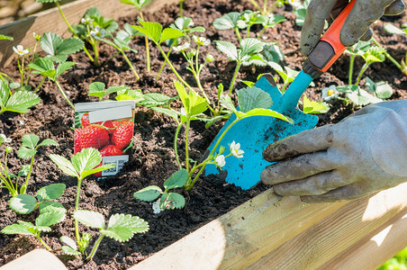 带园艺手套的女园丁种植花草莓植物图片