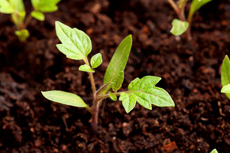 从土壤中长出的西红柿绿色幼苗特写镜头图片