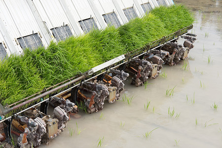稻田种植机移植者在稻田上移植图片