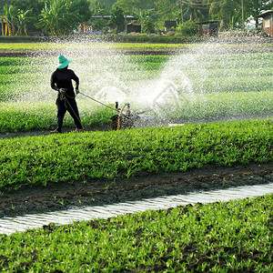 亚洲园丁在植物地上浇水种图片