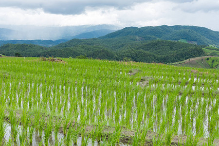 山谷梯田上的绿稻田背景图片