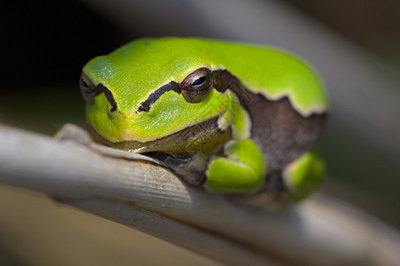 小树蛙坐在芦苇上的图片图片