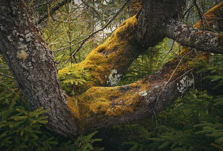 森林里长满苔藓的树干图片