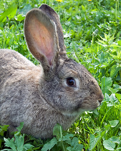 兔子在牧场上图片