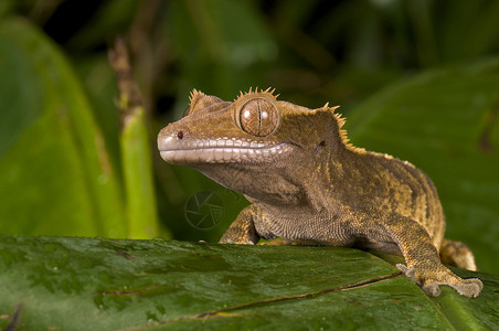 Gecko躺在绿图片