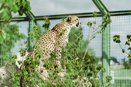 动物园绿色植物附近的野豹的选图片