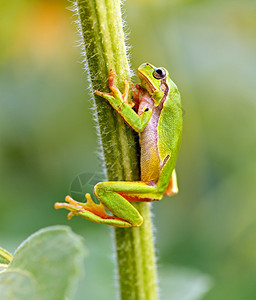 树蛙的肖像图片