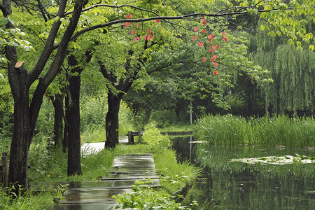 夏天风景池塘和湿的周围图片