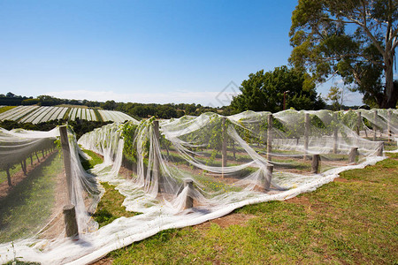 澳大利亚维多利亚州Monnington半岛的葡萄藤在接近季节末图片