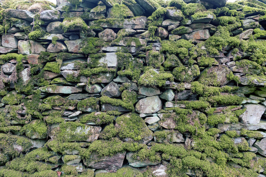 被一团绿苔覆盖的旧石墙的形图片