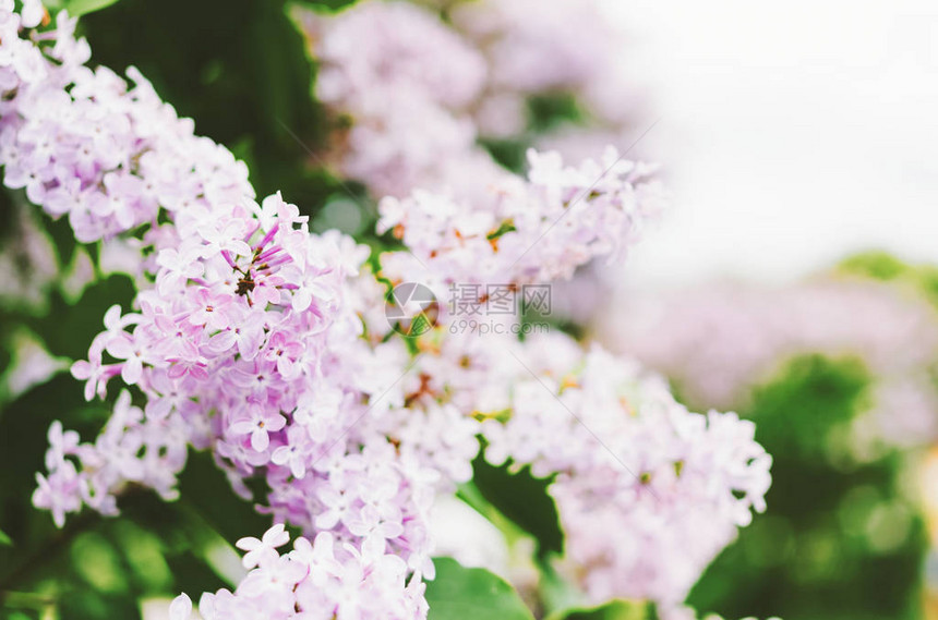 一朵盛开的丁香花的特写镜头图片