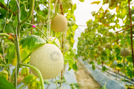 在温室农场种植的新鲜甜瓜或香瓜背景图片