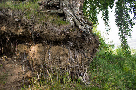 悬崖上的树根图片