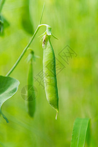 生长在花园里的豆荚绿豌豆图片