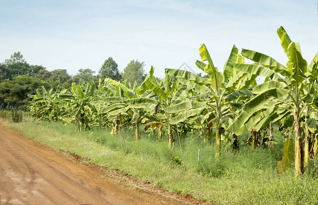 香蕉种植园农田图片