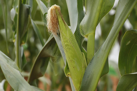 农民和客户示范展间玉米种植的样本为农民图片