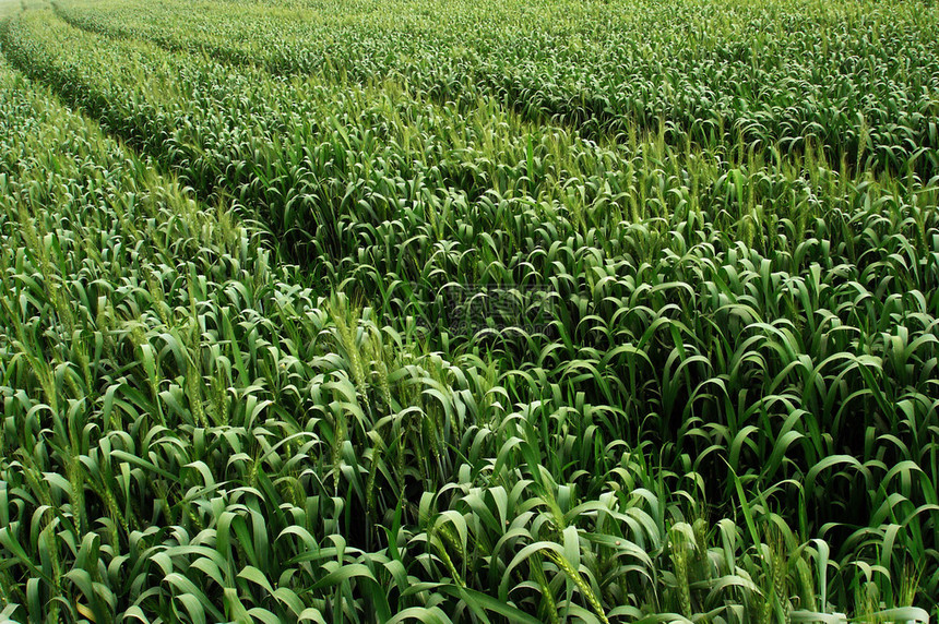 田里的绿色小麦作物图片