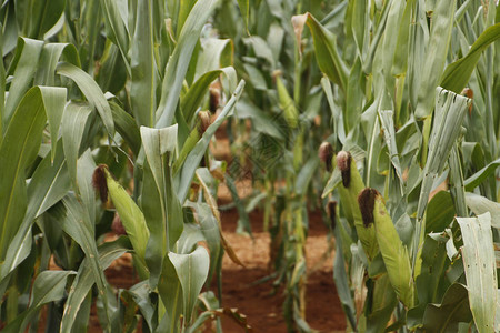农民和客户示范展间玉米种植的样本为农民图片