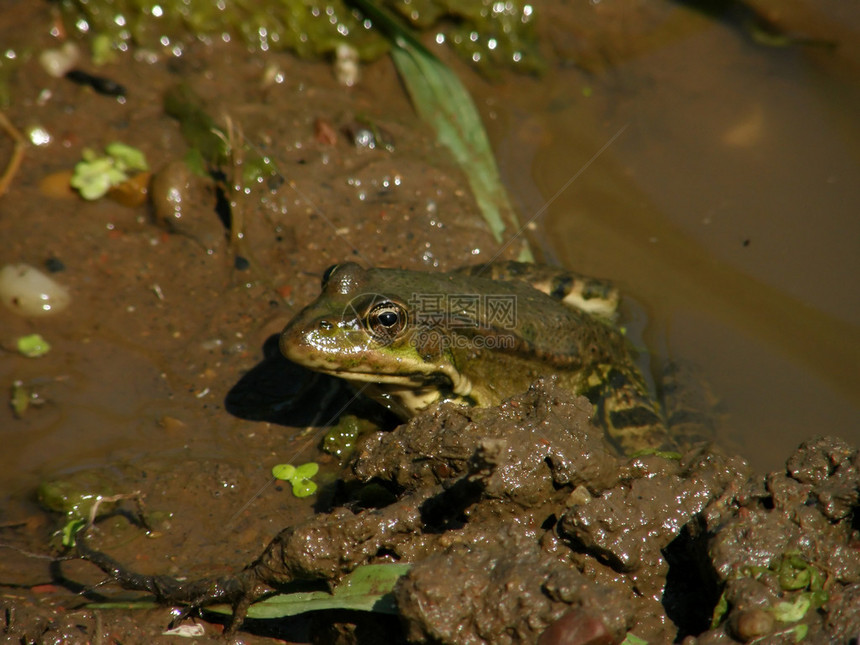 青蛙在沼泽里图片