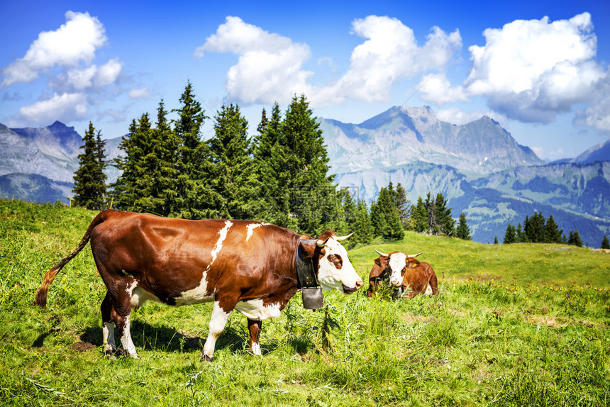 奶牛法国大山的农场动物阿本登斯赛马牛图片