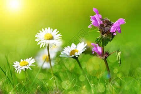 紫色的死角和草地上的花菊柔软背景图片