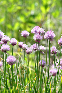 夏日的紫色野韭菜花图片