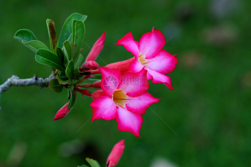 热带花卉粉色Adenium沙漠玫瑰图片