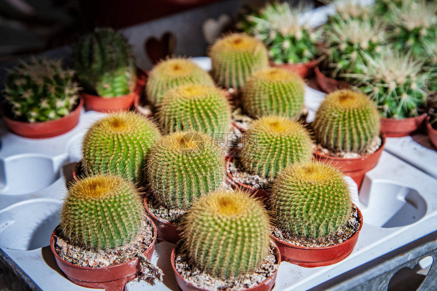 花盆中绿色仙人掌植物的近景图片