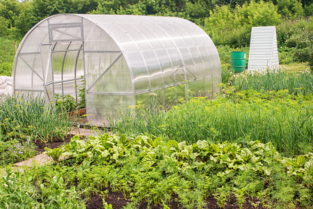 夏季种植蔬菜的塑料温室图片
