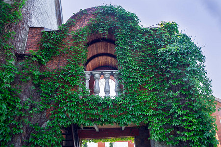 葡萄的绿叶沿着大房子的墙壁编织图片