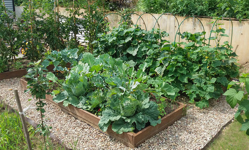 根据有机农业原理配备的菜园中种有卷心菜黄瓜西红柿的菜床图片